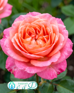 Роза "БРИОЗА"