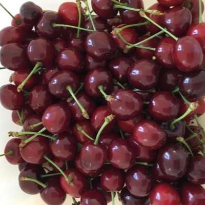 Черешня "ЯРОСЛАВНА"