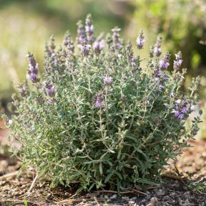 Тимьян (чабрец) обыкновенный